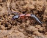 drabčík (Brouci), Xantholinus tricolor, Staphylinidae (Coleoptera)